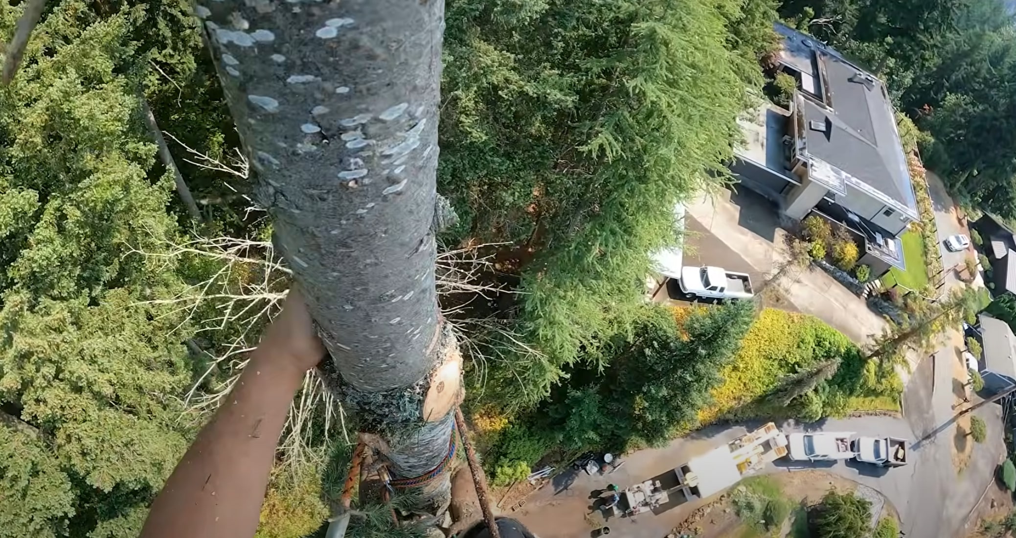 Professional tree removal service in Walnut Creek, CA showing aerial view of tree care specialists