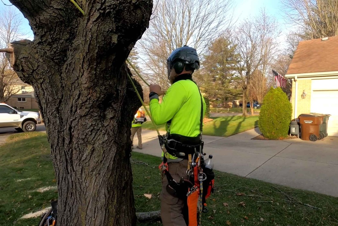 Certified arborist conducting tree inspection in Walnut Creek, CA